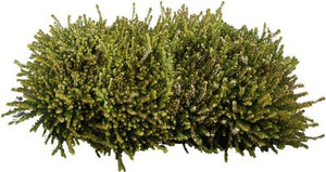 Winter-Flowering Heather (Erica × darleyensis) – 13cm Pot
