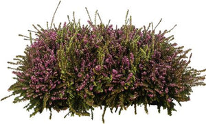 Winter-Flowering Heather (Erica × darleyensis) – 13cm Pot