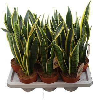 Snake Plant ‘Laurentii’ (Sansevieria trifasciata) – 14cm Pot