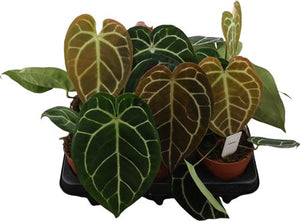 Anthurium crystallinum – 12cm Pot, 30cm High