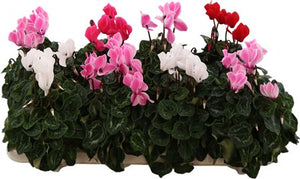 Mixed Cyclamen persicum Midi – 10.5cm Pot