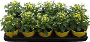 Pacific Chrysanthemum ‘Yellow’ (Ajania pacifica) – 12cm Pot