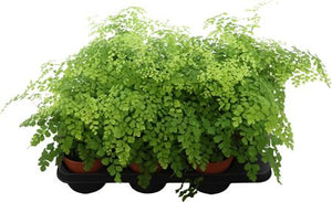 Maidenhair Fern (Adiantum fragrans) – 14cm Pot