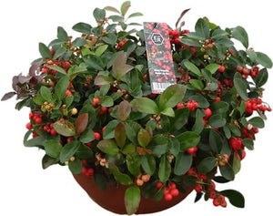 Big Berry Gaultheria Wintergreen – 30cm Pot