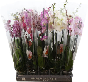 Mixed Phalaenopsis Orchid – 3 Stem, 12cm Pot