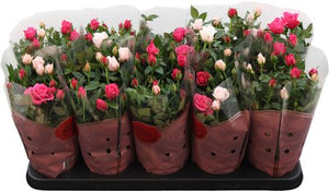 Classic Star Rose (Rosa) – 12cm Pot