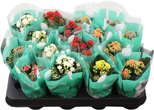 Mixed Kalanchoe Double – 7cm Pot