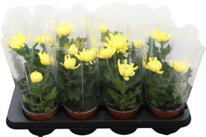 Yellow Chrysanthemum (Chrysanthemum indicum) – 12cm Pot