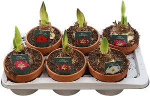 Mixed-Colour Amaryllis (Hippeastrum) – 15cm Terracotta Pot