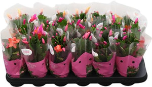 Mixed Schlumbergera Christmas Cactus – 9cm Pot