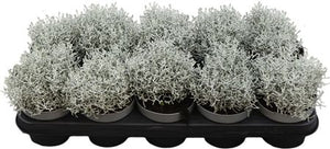 Silver Cushion Bush (Leucophyta brownii) – 12cm Pot