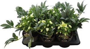 Hellebore ‘Viviana’ – 17cm Pot, 35cm High