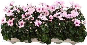 Pink Small-Flowered Cyclamen persicum – 9cm Pot