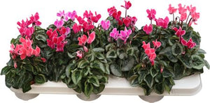 Mini Cyclamen (Cyclamen persicum) – 9cm Pot