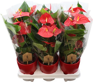Anthurium ‘Everio’ Flowering Houseplant – 12cm Pot