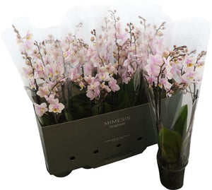 White Phalaenopsis Orchid ‘San Jose’ – 3 Spikes, 12cm Pot