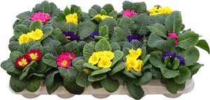 Primula Acaulis Mix – 10.5cm Pot