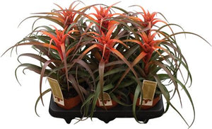 Tillandsia capitata Air Plant – 12cm Pot, 30cm High