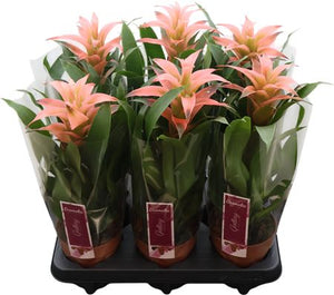 Pink Guzmania Bromeliad – 12cm Pot, 45cm High