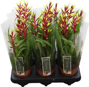 Pink Guzmania 'Misty Triplo' – 12cm Pot