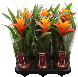 Guzmania Bromeliad – 12cm Pot, Approx. 50cm Tall