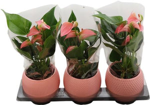 Pink Anthurium (Anthurium andraeanum) – 12cm Pot