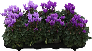 Blue Dragon Small-Flowered Cyclamen (Cyclamen persicum) – 11cm Pot