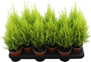 Goldcrest Lemon Cypress (Cupressus macrocarpa) – 11cm Pot