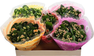Mixed Kalanchoe Flowering Houseplant – 23cm Pot