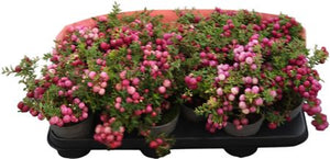 Gaultheria Mucronata Mixed Colours – 10.5cm Pot