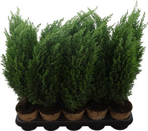 Lawson Cypress ‘Ellwoodii’ – 12cm Pot, 50cm High