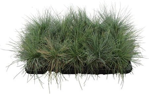 Festuca Ornamental Grass – 10cm Pot