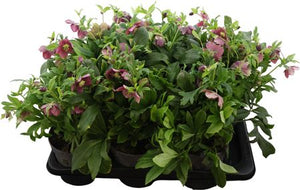 Pink Hellebore (Helleborus) – 17cm Pot