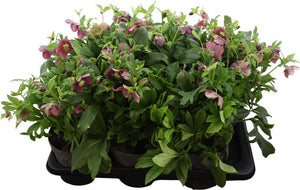 Pink Hellebore (Helleborus) – 17cm Pot