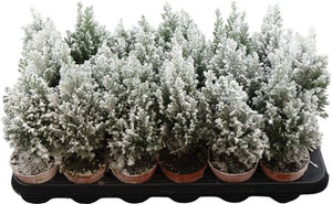 Snow Lawson Cypress (Chamaecyparis lawsoniana) – 9cm Pot