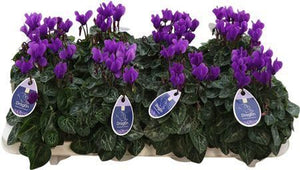 Dark Blue Cyclamen persicum – 10.5cm Pot