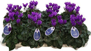 Dark Blue Cyclamen persicum – 10.5cm Pot