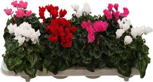 Small-Flowered Cyclamen Mix – 10.5cm Pot