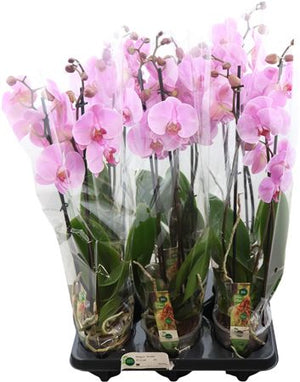 Novelty Phalaenopsis Orchid – 12cm Pot, 55cm High