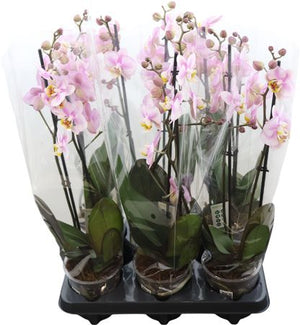Phalaenopsis Orchid ‘Corolla Beach’ – 12cm Pot