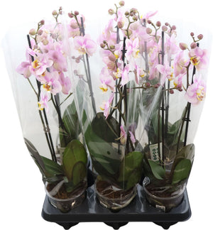 Phalaenopsis Orchid ‘Corolla Beach’ – 12cm Pot