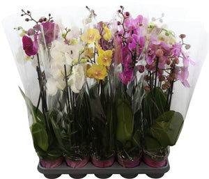 Mixed Phalaenopsis Orchid – 12cm Pot, 65cm High