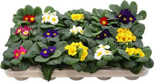 Primula Acaulis Mix – 10.5cm Pot