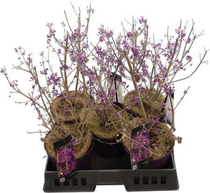 Beautyberry ‘Profusion’ (Callicarpa bodinieri) – 19cm Pot