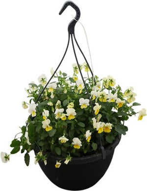 Trailing Viola ‘End Gem’ – 25cm Hanging Pot