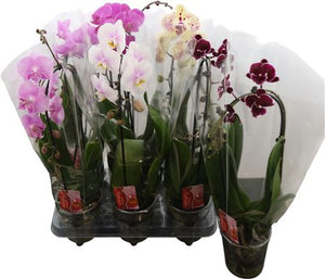 Mixed Phalaenopsis Orchid – 1 Stem, 12cm Pot