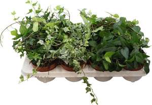 Mixed Hedera Helix Ivy – 13cm Pot