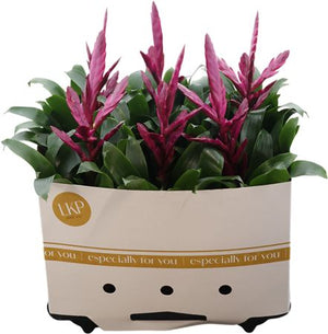 Purple Vriesea Bromeliad – 12cm Pot, 45cm High