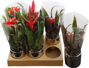 Mixed Bromeliad in Red Ceramic Pot – 10.5cm