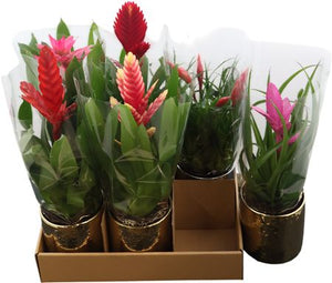 Mixed Bromeliad ‘Nadia’ – 13cm Ceramic Pot